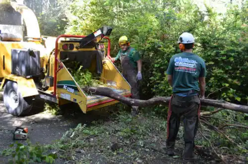 tree services Clermont